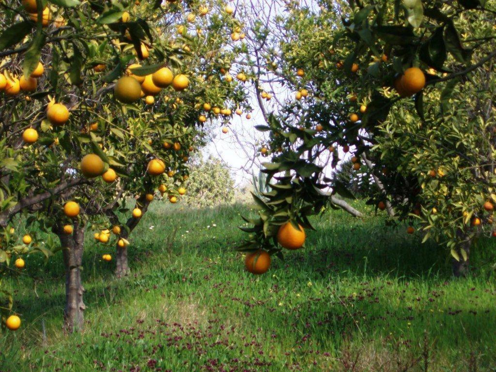 Quinta Mimosa Hotel Loulé Pokój zdjęcie